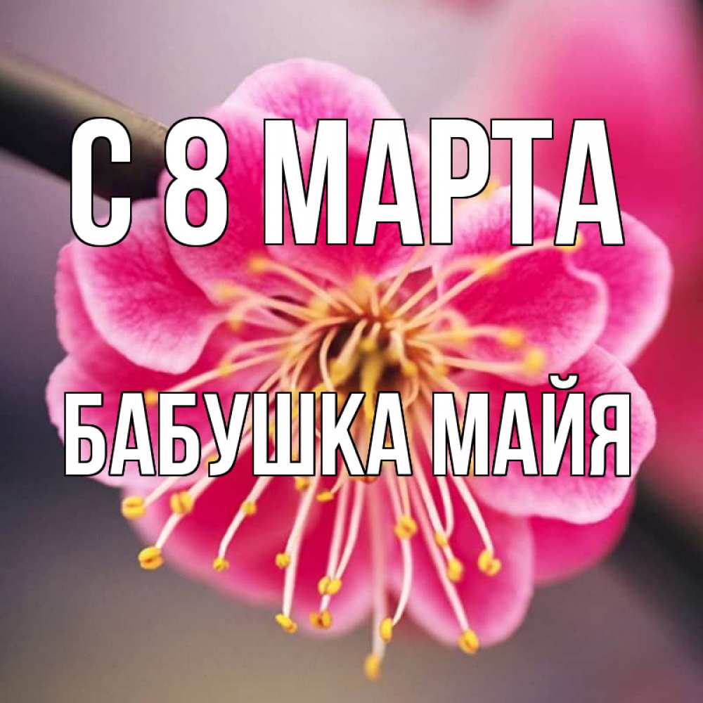 Открытка на каждый день с именем, Бабушка-Майя С 8 МАРТА цветы Прикольная открытка с пожеланием онлайн скачать бесплатно 