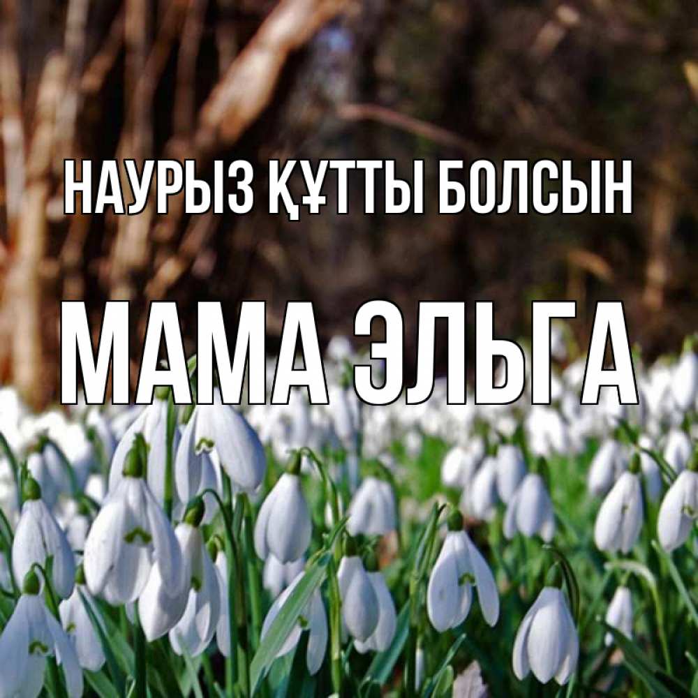 Открытка на каждый день с именем, Мама-Эльга Наурыз құтты болсын с подснежниками 1 Прикольная открытка с пожеланием онлайн скачать бесплатно 