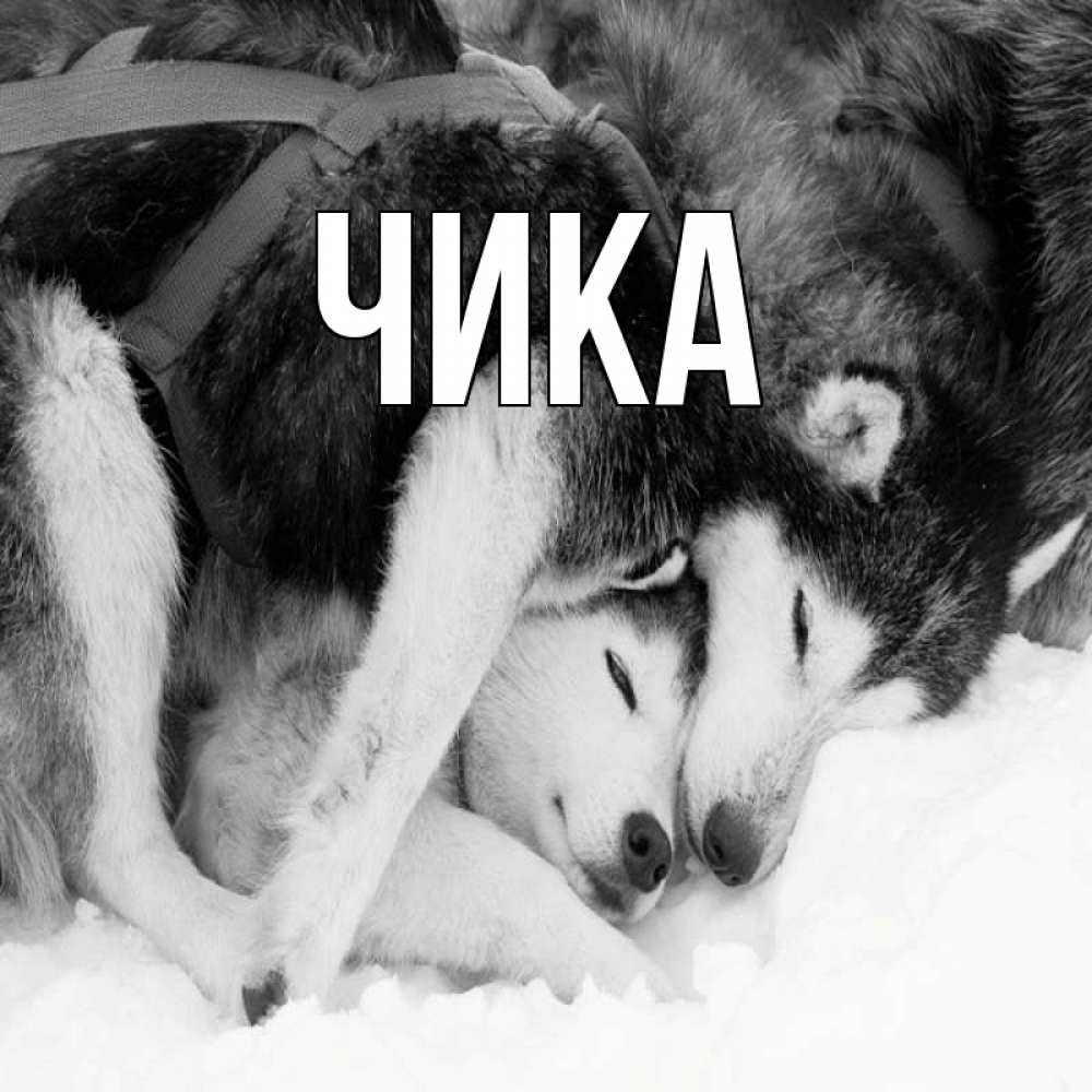 Открытка на каждый день с именем, Чика Главная собачки в упряжке Прикольная открытка с пожеланием онлайн скачать бесплатно 