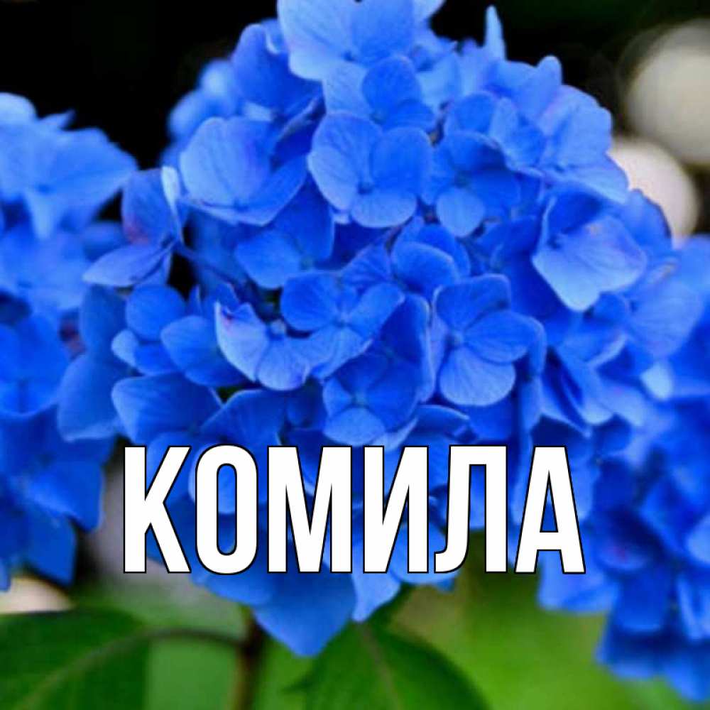 Открытка на каждый день с именем, Комила Главная синие цветы Прикольная открытка с пожеланием онлайн скачать бесплатно 