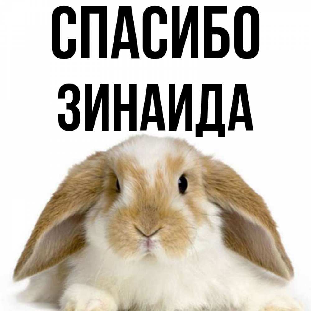 Открытка на каждый день с именем, Зинаида Спасибо коричнево белый заяц Прикольная открытка с пожеланием онлайн скачать бесплатно 