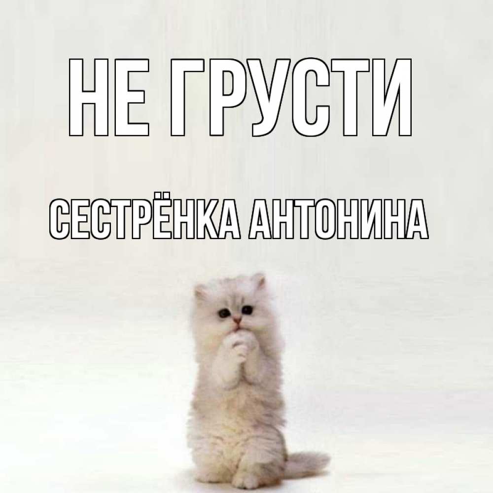 Открытка на каждый день с именем, Сестрёнка-Антонина Не грусти грустный кот Прикольная открытка с пожеланием онлайн скачать бесплатно 