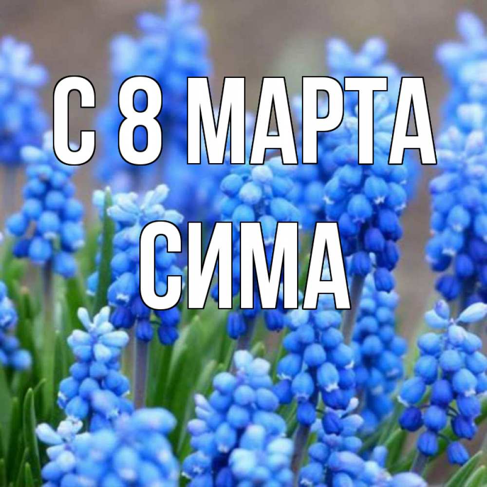 Открытка на каждый день с именем, Сима С 8 МАРТА Поздравительная открытка для женщин с цветами на праздничную дату Прикольная открытка с пожеланием онлайн скачать бесплатно 