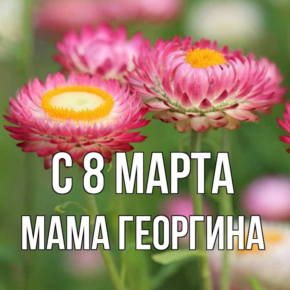 Открытка на каждый день с именем, Мама-Георгина С 8 марта подарок на международный женский день Прикольная открытка с пожеланием онлайн скачать бесплатно 