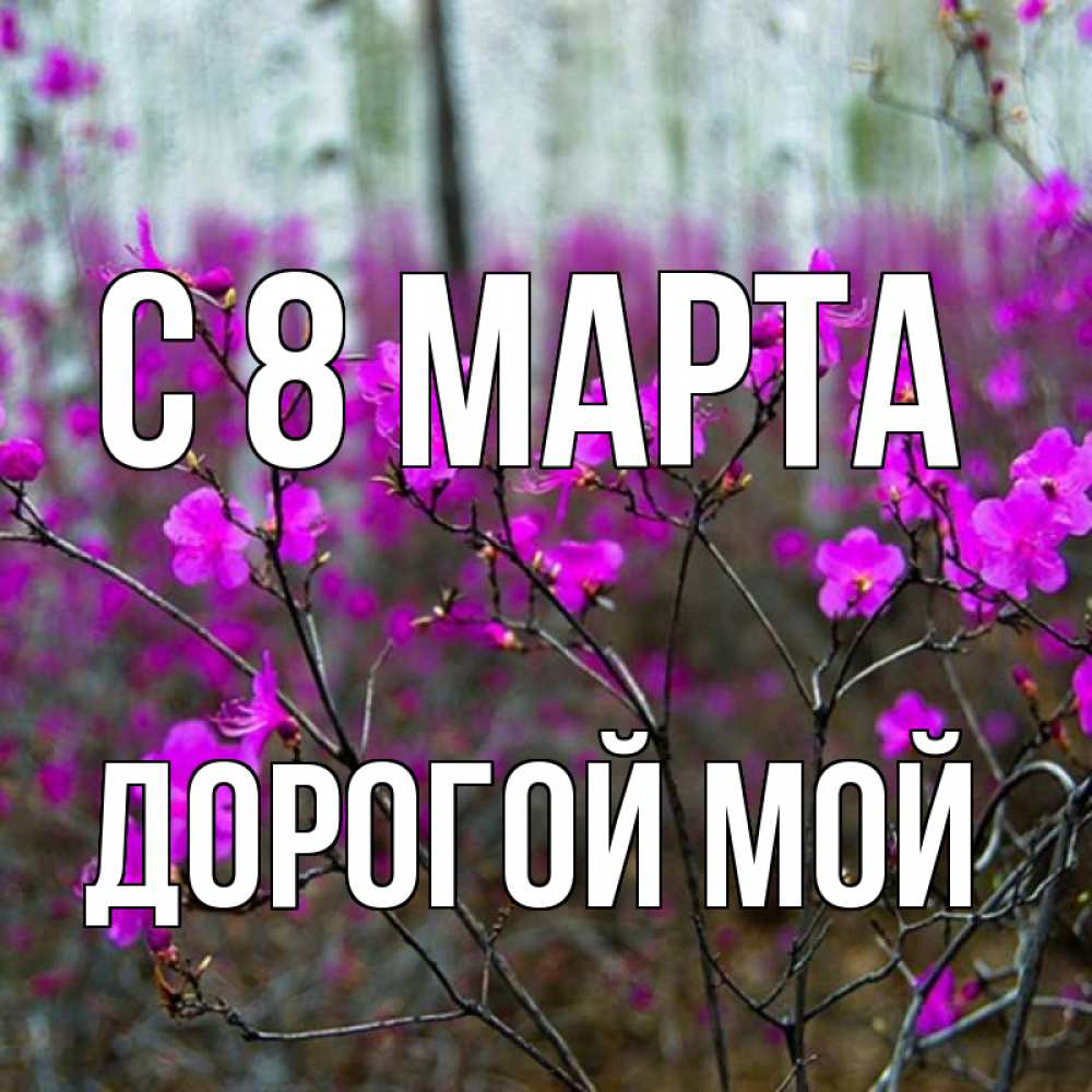Открытка на каждый день с именем, Дорогой-мой С 8 МАРТА дикие цветы Прикольная открытка с пожеланием онлайн скачать бесплатно 