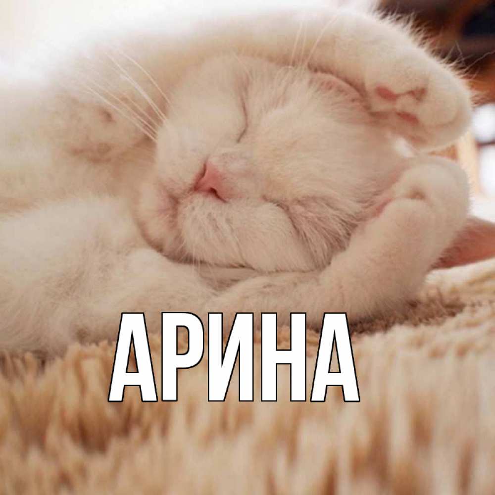 Открытка на каждый день с именем, Арина Главная для любимой девушки милота Прикольная открытка с пожеланием онлайн скачать бесплатно 
