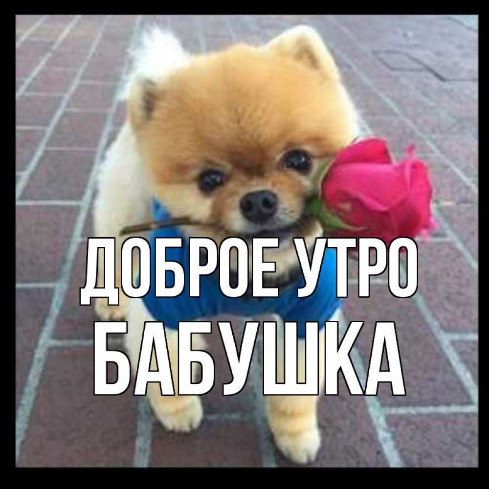 Открытка на каждый день с именем, Бабушка Доброе утро роза в зубах Прикольная открытка с пожеланием онлайн скачать бесплатно 
