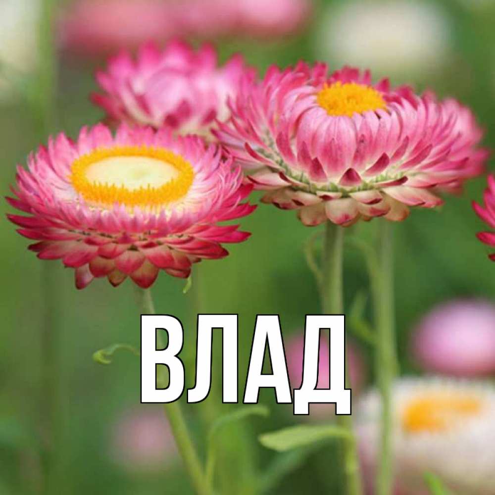 Открытка на каждый день с именем, Влад Главная подарок на международный женский день Прикольная открытка с пожеланием онлайн скачать бесплатно 