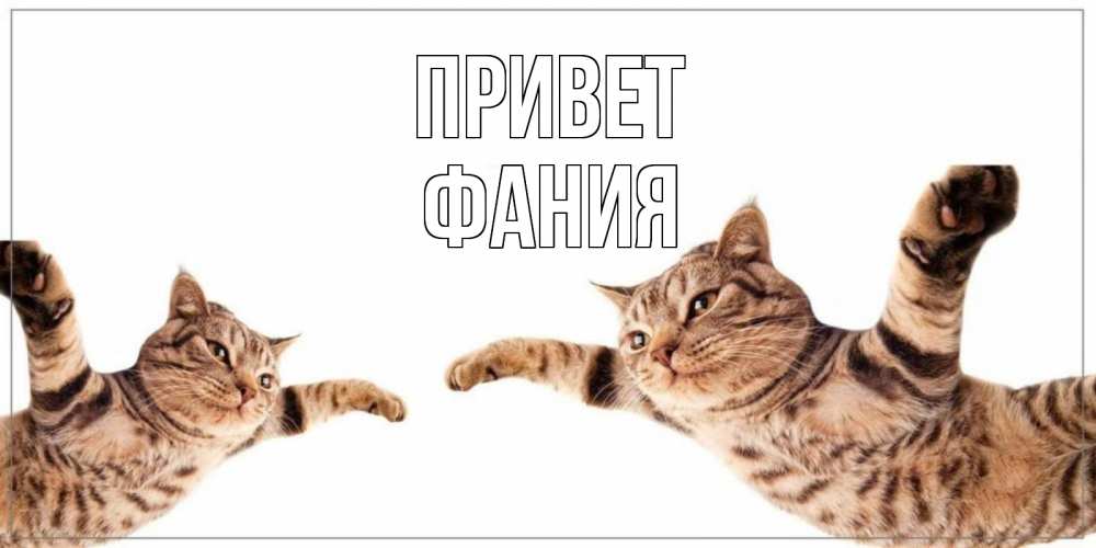 Открытка на каждый день с именем, Фания Привет кот Прикольная открытка с пожеланием онлайн скачать бесплатно 