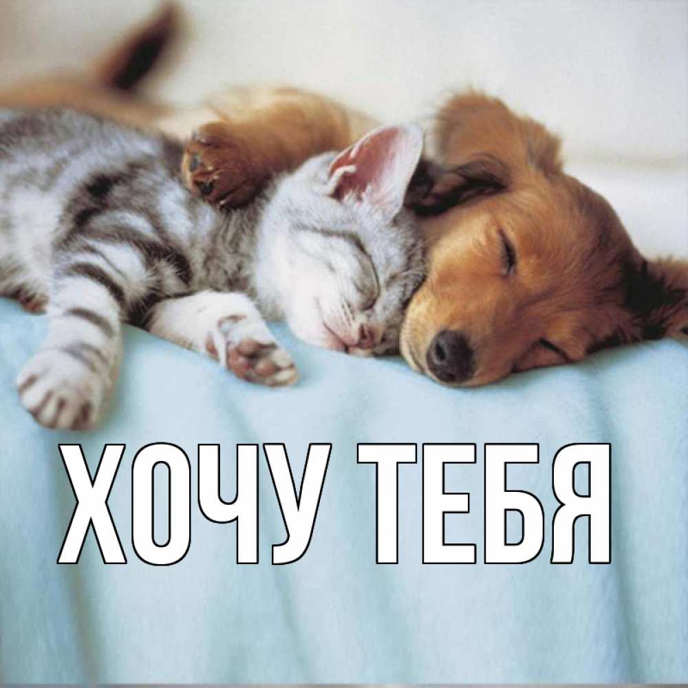 Открытка на каждый день с именем, Хочу-тебя Главная с животными Прикольная открытка с пожеланием онлайн скачать бесплатно 