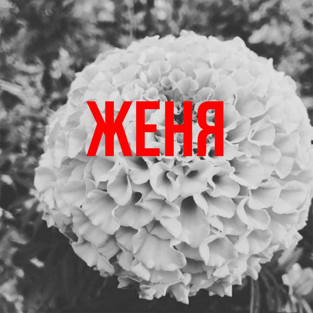 Открытка на каждый день с именем, Женя Главная подпись Прикольная открытка с пожеланием онлайн скачать бесплатно 