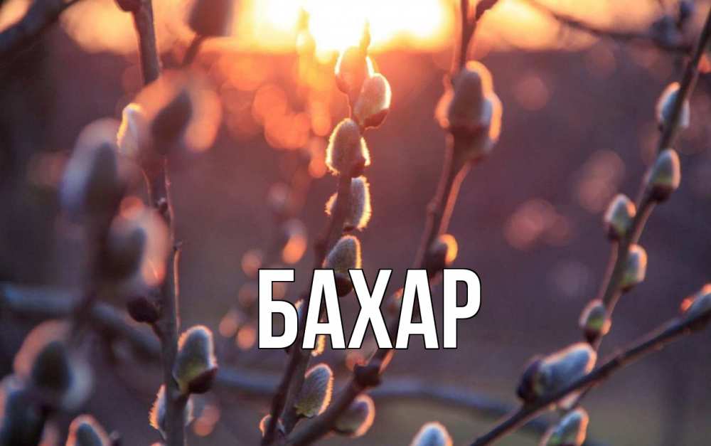 Открытка на каждый день с именем, Бахар Главная верба Прикольная открытка с пожеланием онлайн скачать бесплатно 