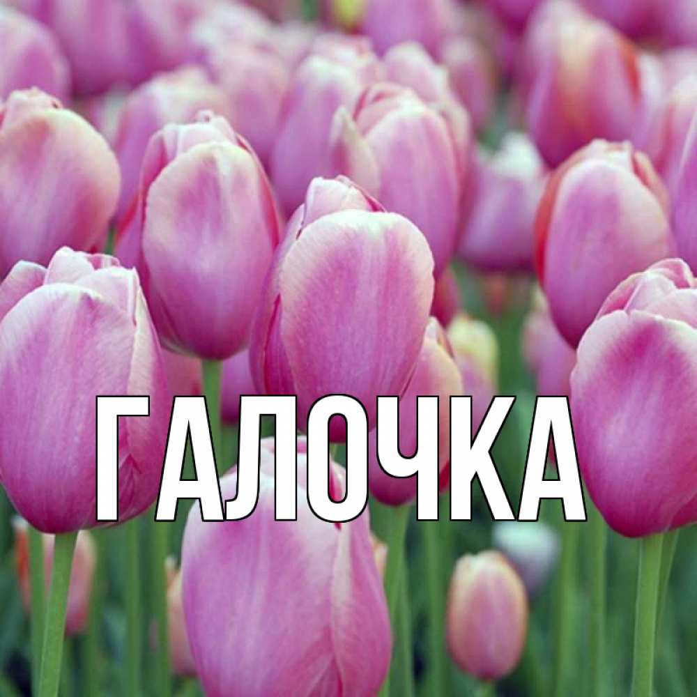 Открытка на каждый день с именем, Галочка Главная на международный женский день 3 Прикольная открытка с пожеланием онлайн скачать бесплатно 