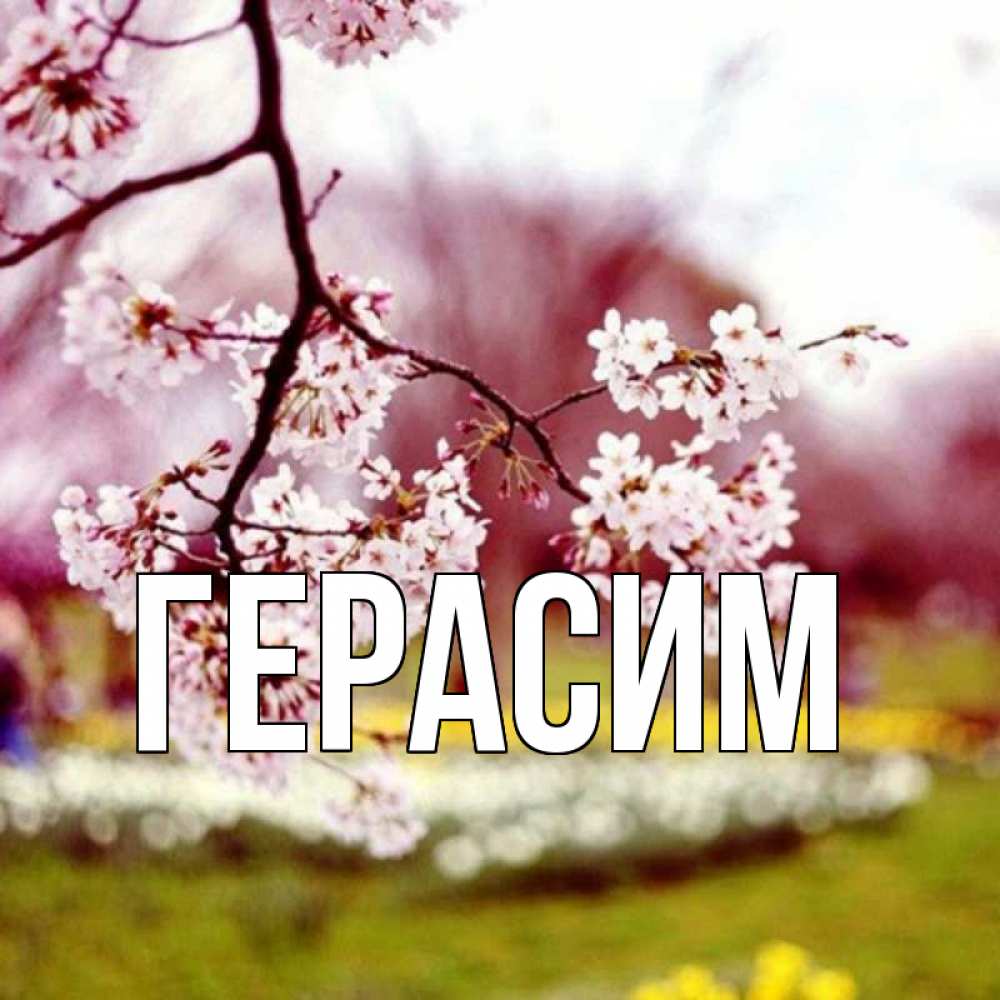 Открытка на каждый день с именем, Герасим Главная яблоня Прикольная открытка с пожеланием онлайн скачать бесплатно 