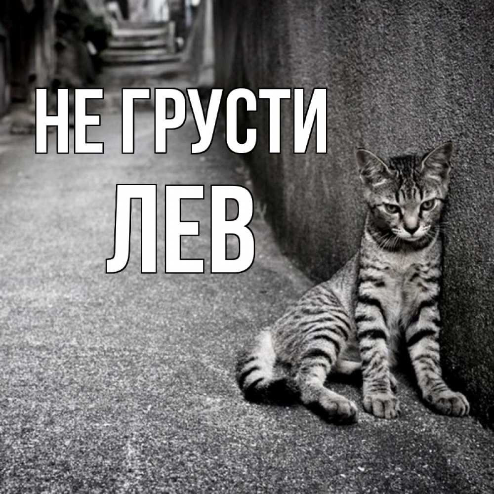 Открытка на каждый день с именем, Лев Не грусти скучающий котик Прикольная открытка с пожеланием онлайн скачать бесплатно 