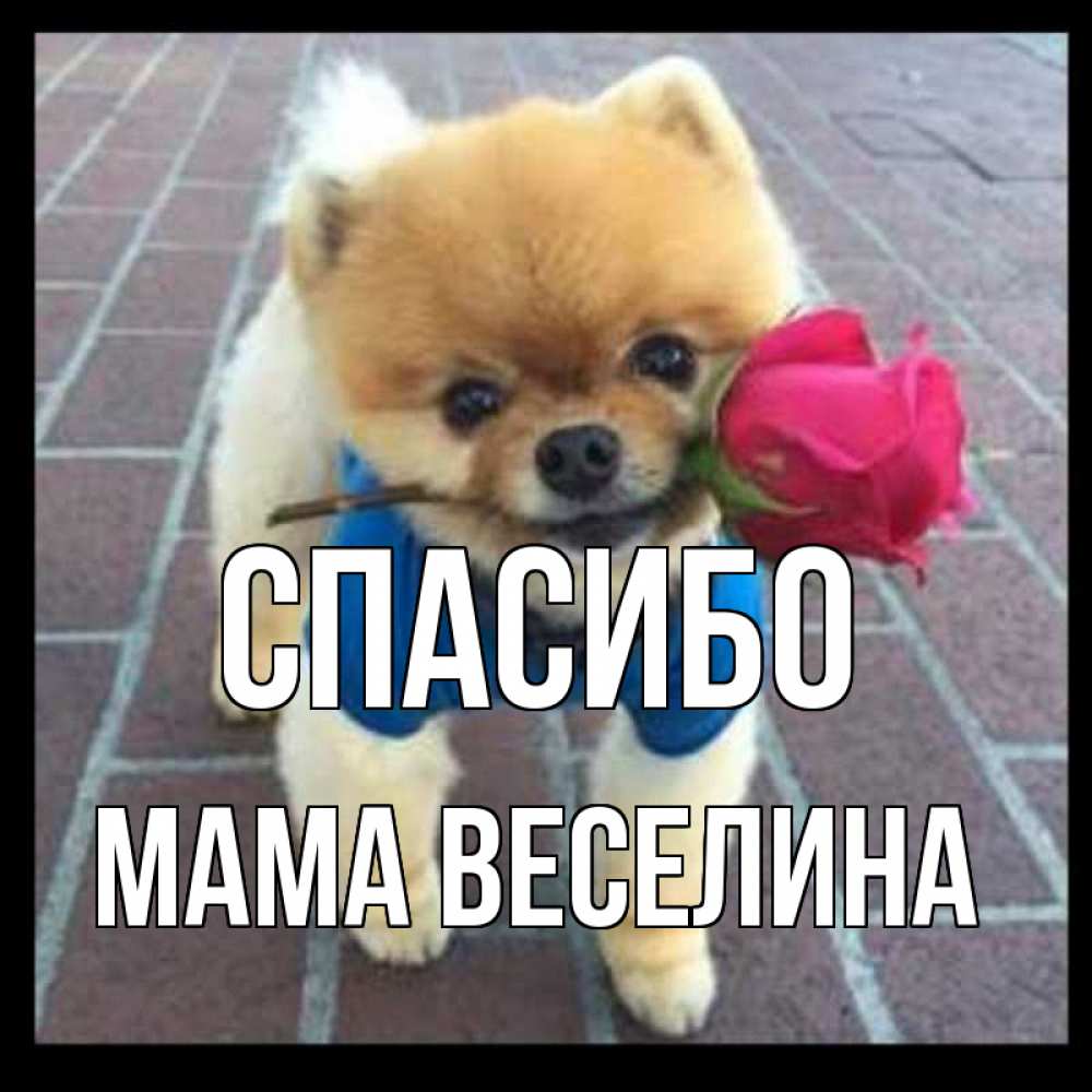 Открытка на каждый день с именем, Мама-Веселина Спасибо спасибо и дарю тебе цветок Прикольная открытка с пожеланием онлайн скачать бесплатно 
