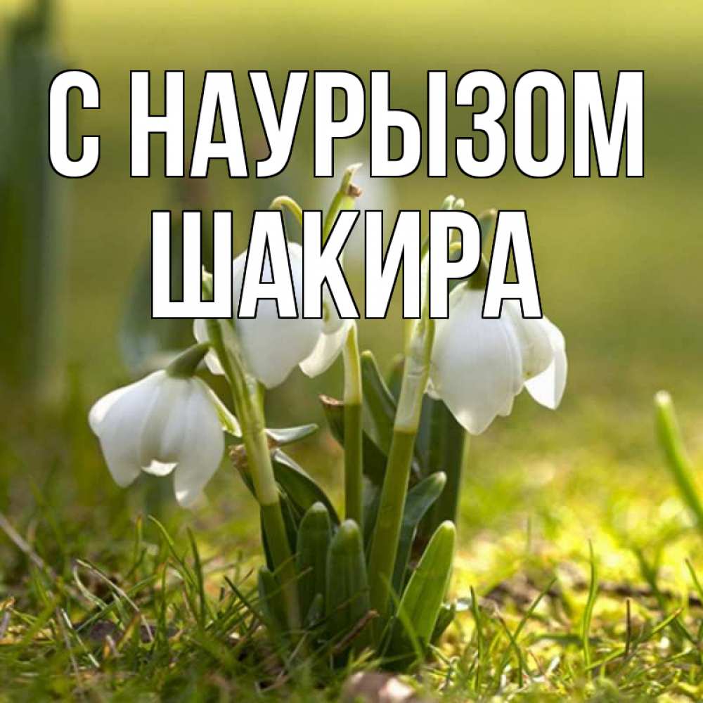 Открытка на каждый день с именем, Шакира С наурызом ранние цветы 2 Прикольная открытка с пожеланием онлайн скачать бесплатно 