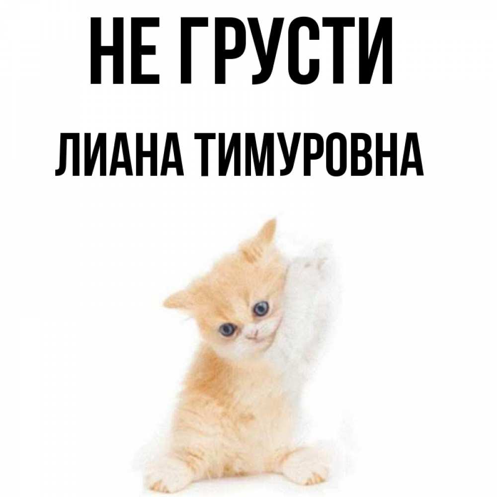 Открытка на каждый день с именем, Лиана-Тимуровна Не грусти просящий кот Прикольная открытка с пожеланием онлайн скачать бесплатно 