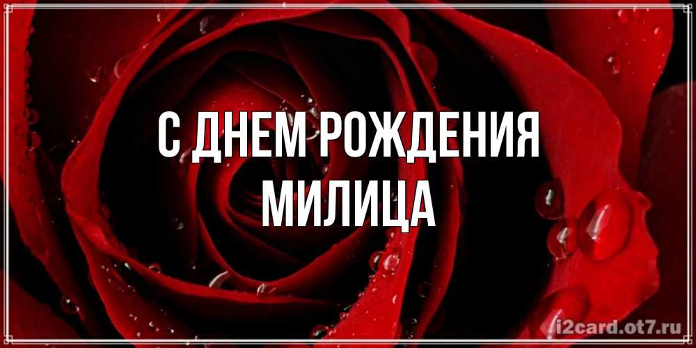 Открытка на каждый день с именем, Милица С днем рождения крупная бордовая роза Прикольная открытка с пожеланием онлайн скачать бесплатно 