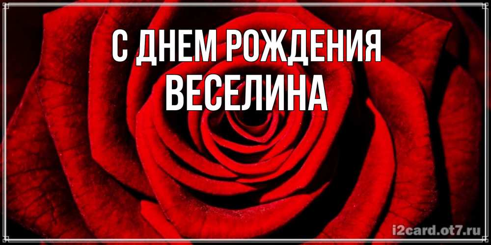Открытка на каждый день с именем, Веселина С днем рождения алая роза Прикольная открытка с пожеланием онлайн скачать бесплатно 