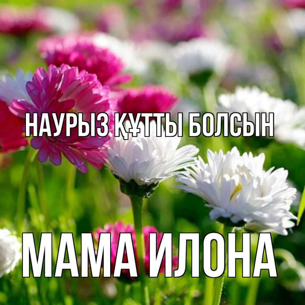 Открытка на каждый день с именем, Мама-Илона Наурыз құтты болсын наурыз Прикольная открытка с пожеланием онлайн скачать бесплатно 