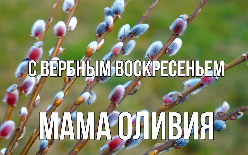 Открытка на каждый день с именем, Мама-Оливия С вербным воскресеньем верба Прикольная открытка с пожеланием онлайн скачать бесплатно 