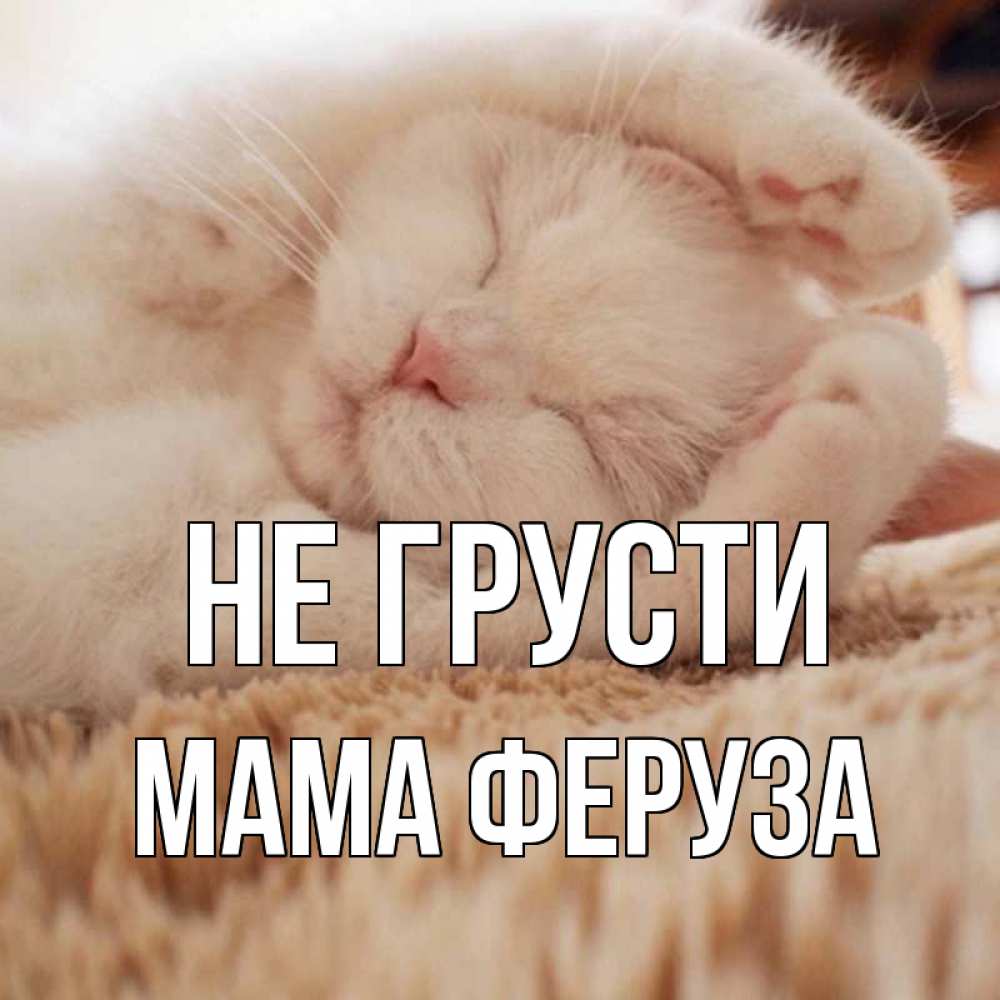 Открытка на каждый день с именем, Мама-Феруза Не грусти белый кот Прикольная открытка с пожеланием онлайн скачать бесплатно 