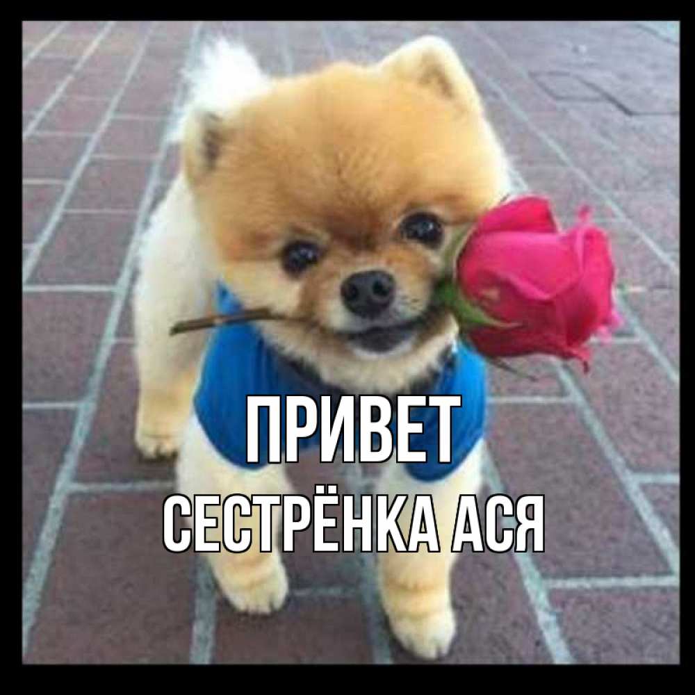 Открытка на каждый день с именем, Сестрёнка-Ася Привет роза в зубах у собаки Прикольная открытка с пожеланием онлайн скачать бесплатно 