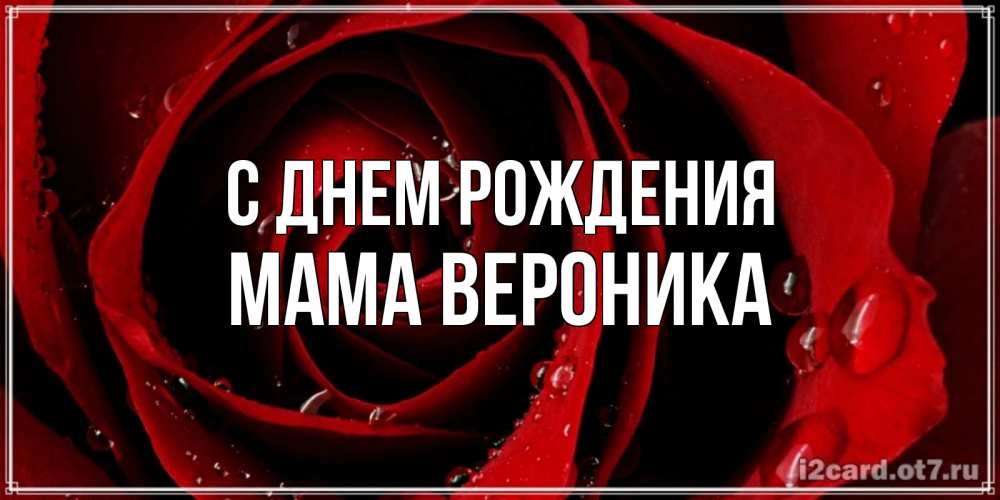 Открытка на каждый день с именем, Мама-Вероника С днем рождения крупная бордовая роза Прикольная открытка с пожеланием онлайн скачать бесплатно 