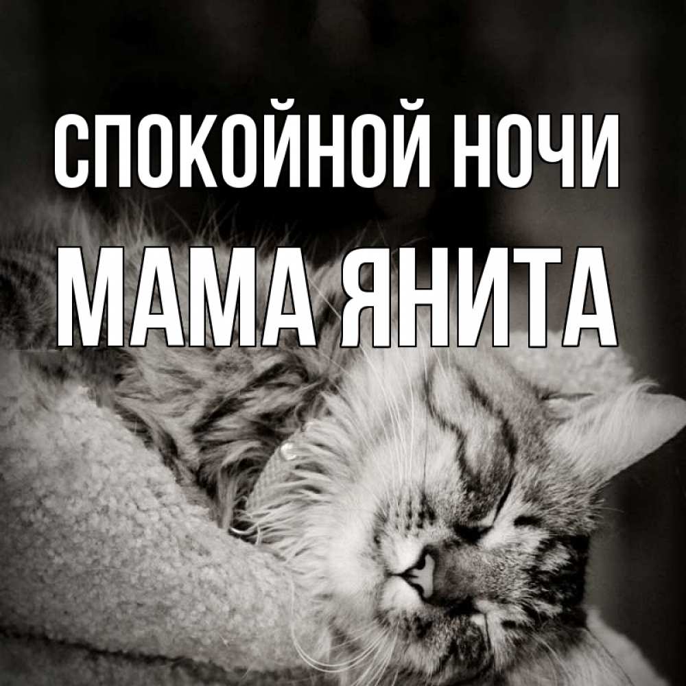 Открытка на каждый день с именем, Мама-Янита Спокойной ночи котярик пушистый Прикольная открытка с пожеланием онлайн скачать бесплатно 