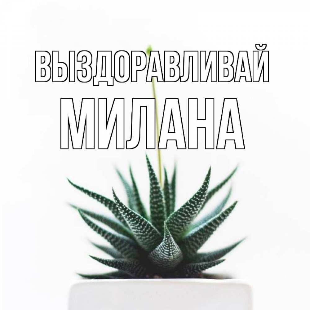 Открытка на каждый день с именем, Милана Выздоравливай короче это непонятная колючка Прикольная открытка с пожеланием онлайн скачать бесплатно 