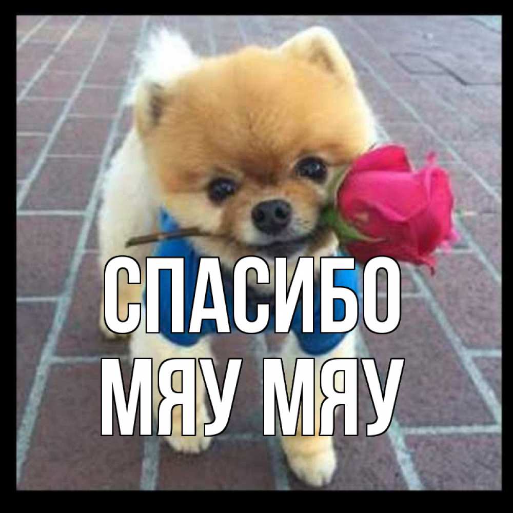 Открытка на каждый день с именем, Мяу-мяу Спасибо спасибо и дарю тебе цветок Прикольная открытка с пожеланием онлайн скачать бесплатно 