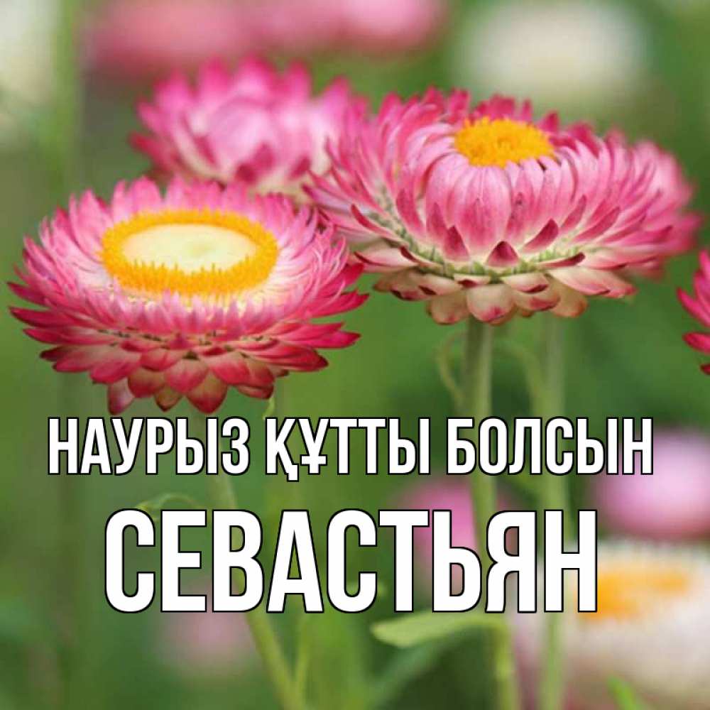 Открытка на каждый день с именем, Севастьян Наурыз құтты болсын подарок на международный женский день Прикольная открытка с пожеланием онлайн скачать бесплатно 