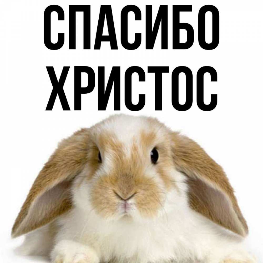 Открытка на каждый день с именем, Христос Спасибо коричнево белый заяц Прикольная открытка с пожеланием онлайн скачать бесплатно 