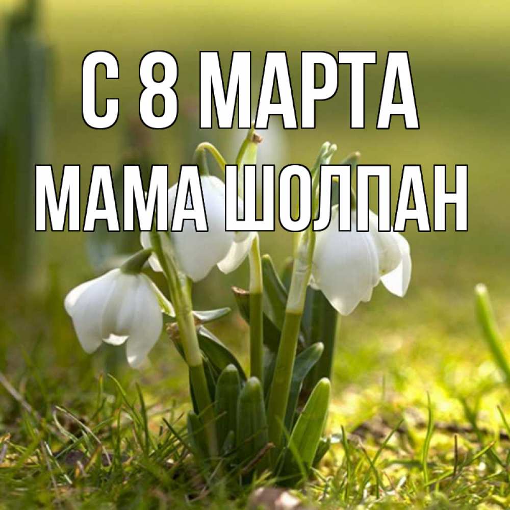 Открытка на каждый день с именем, Мама-Шолпан С 8 МАРТА ранние цветы 2 Прикольная открытка с пожеланием онлайн скачать бесплатно 