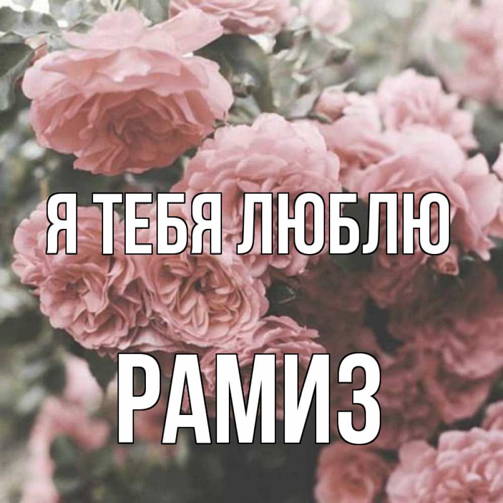 Открытка на каждый день с именем, Рамиз Я тебя люблю розы 3 Прикольная открытка с пожеланием онлайн скачать бесплатно 