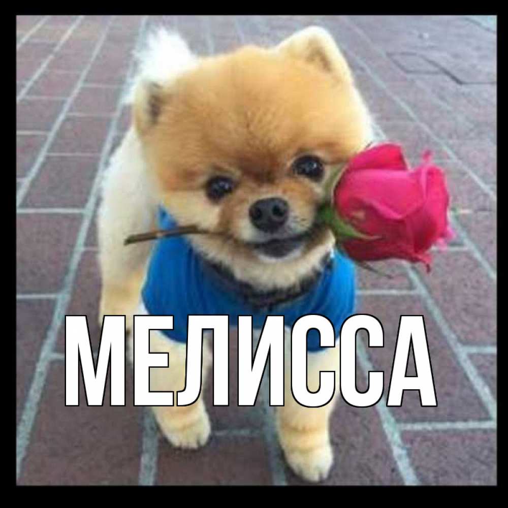 Открытка на каждый день с именем, Мелисса Главная спасибо и дарю тебе цветок Прикольная открытка с пожеланием онлайн скачать бесплатно 