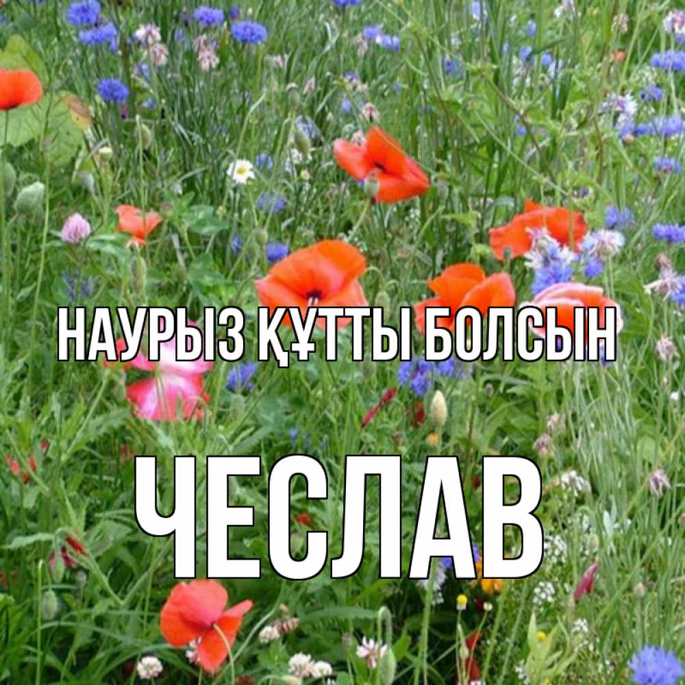 Открытка на каждый день с именем, Чеслав Наурыз құтты болсын наурыз  4 Прикольная открытка с пожеланием онлайн скачать бесплатно 