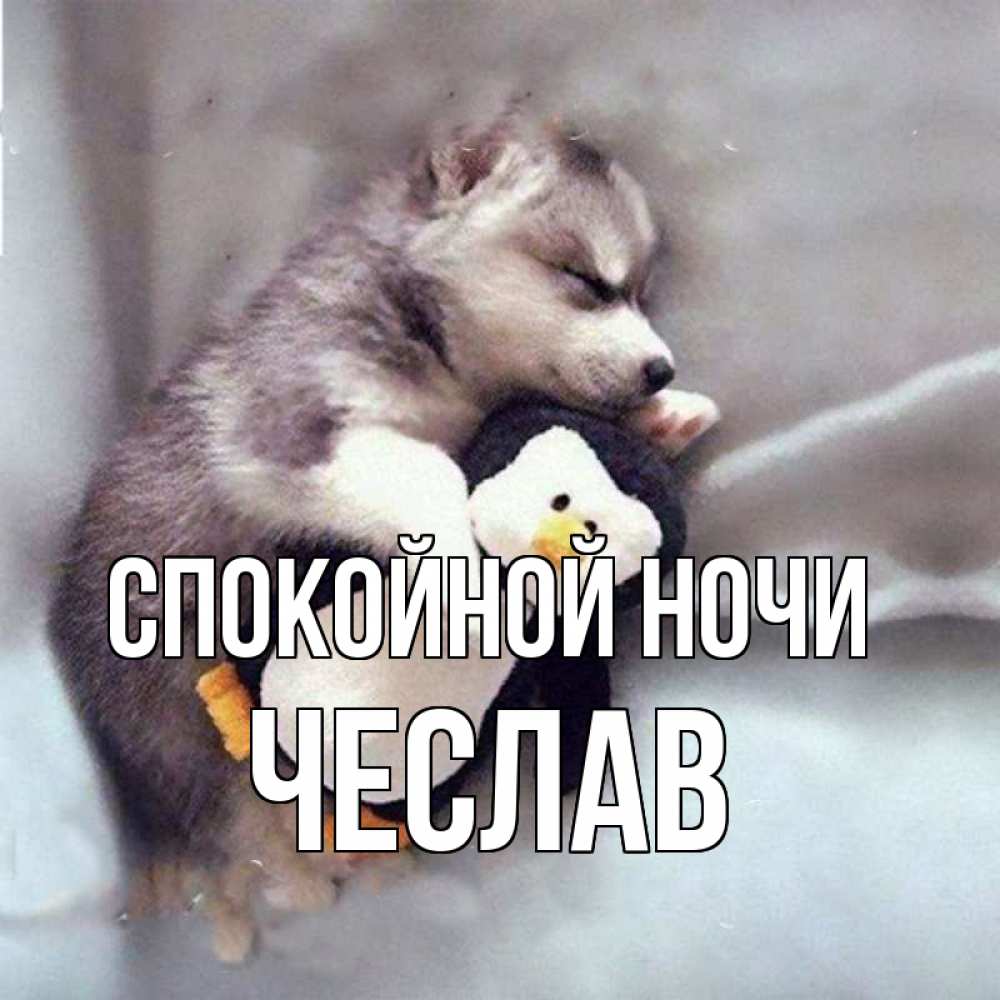 Открытка на каждый день с именем, Чеслав Спокойной ночи обнимашки щенка и пингвина Прикольная открытка с пожеланием онлайн скачать бесплатно 