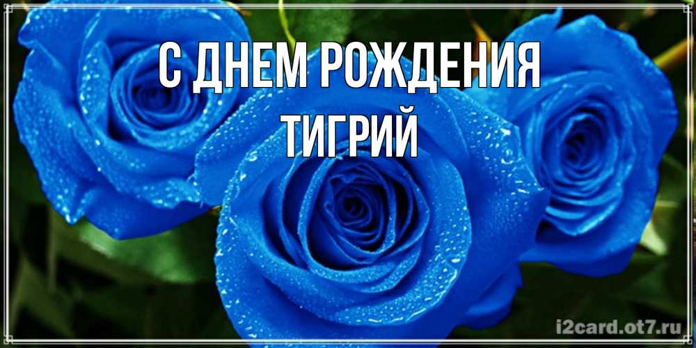 Открытка на каждый день с именем, Тигрий С днем рождения розы с синим цветом Прикольная открытка с пожеланием онлайн скачать бесплатно 