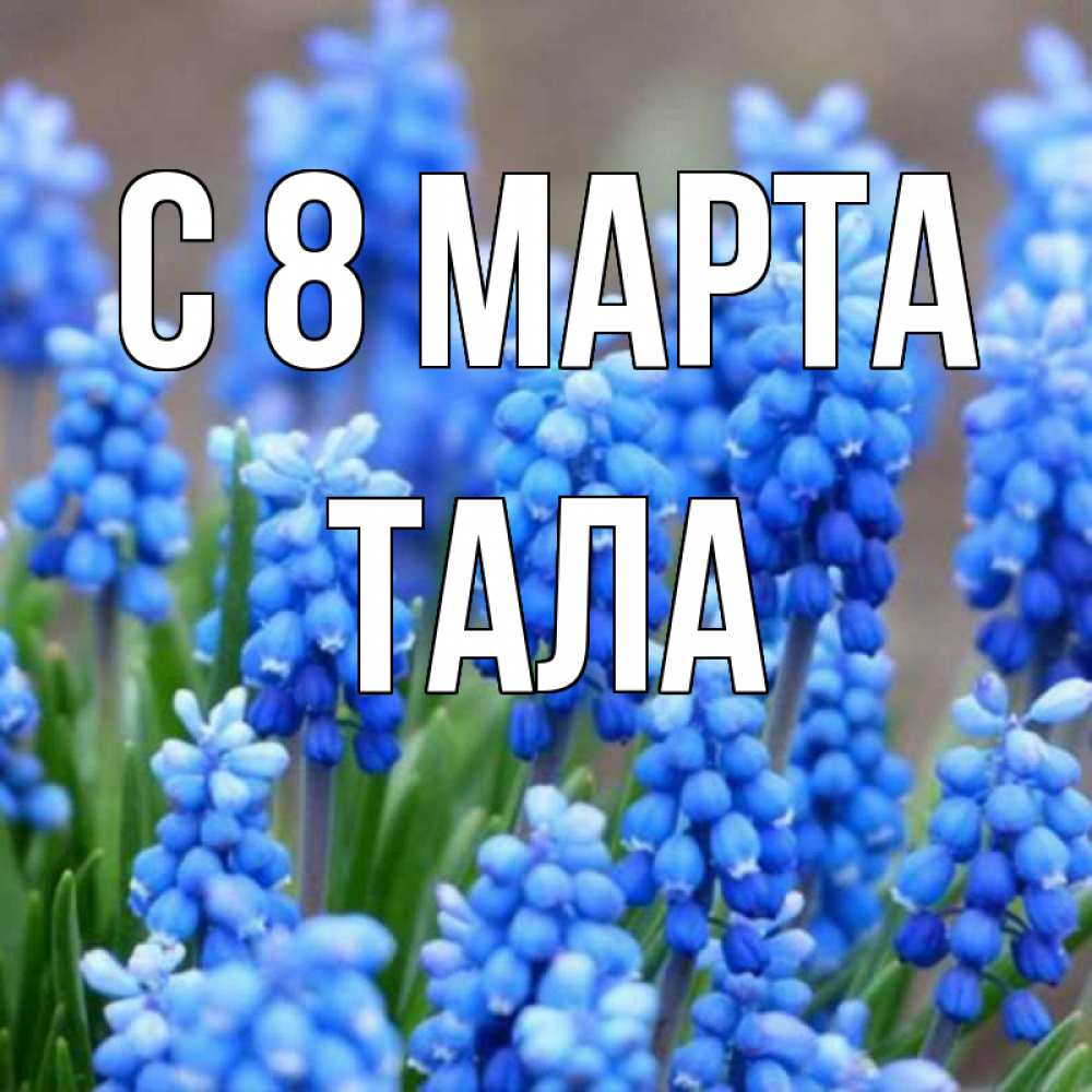 Открытка на каждый день с именем, Тала С 8 МАРТА Поздравительная открытка для женщин с цветами на праздничную дату Прикольная открытка с пожеланием онлайн скачать бесплатно 