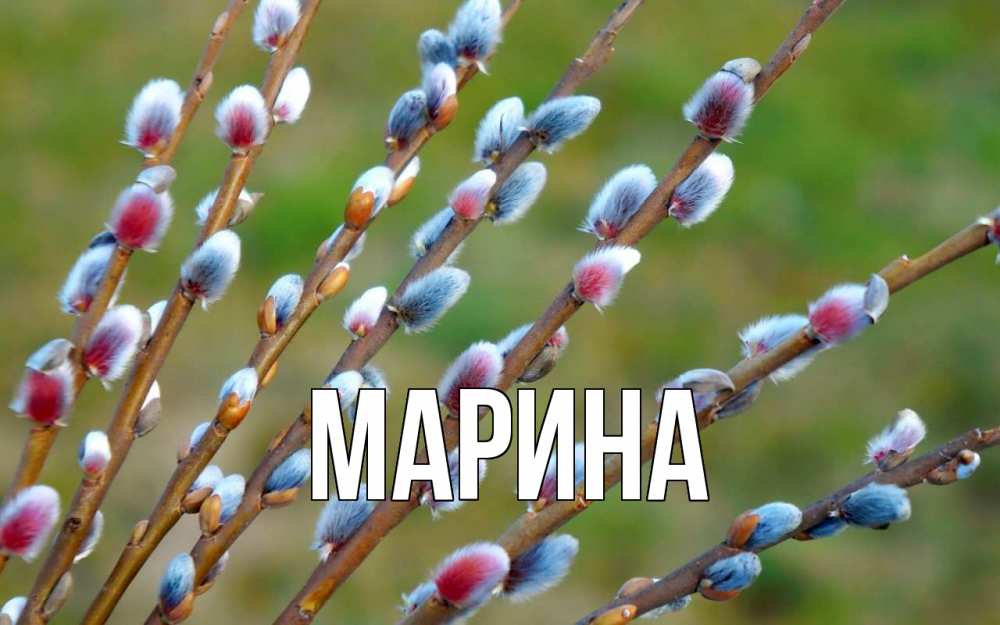 Открытка на каждый день с именем, Марина Главная верба Прикольная открытка с пожеланием онлайн скачать бесплатно 