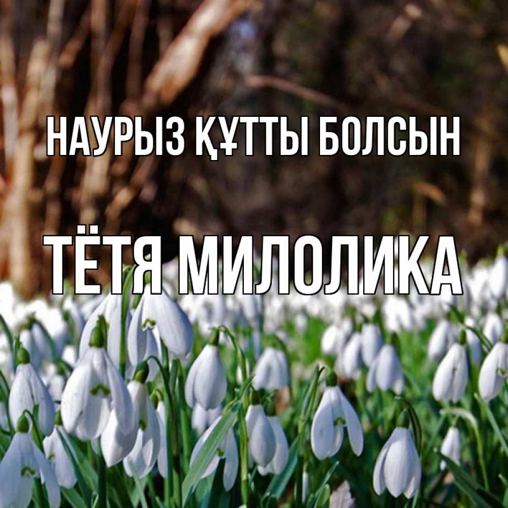 Открытка на каждый день с именем, Тётя-Милолика Наурыз құтты болсын с подснежниками 1 Прикольная открытка с пожеланием онлайн скачать бесплатно 