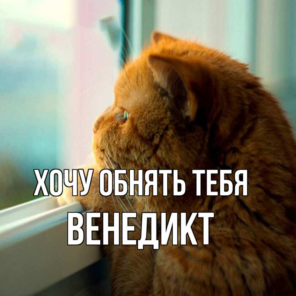 Открытка на каждый день с именем, Венедикт Хочу обнять тебя большой огромный рыжий котяра Прикольная открытка с пожеланием онлайн скачать бесплатно 