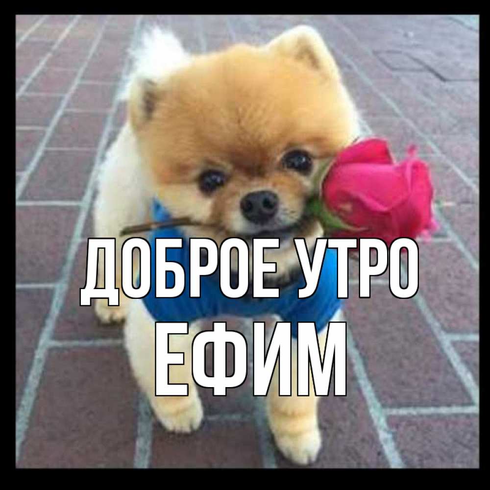 Открытка на каждый день с именем, Ефим Доброе утро роза в зубах Прикольная открытка с пожеланием онлайн скачать бесплатно 