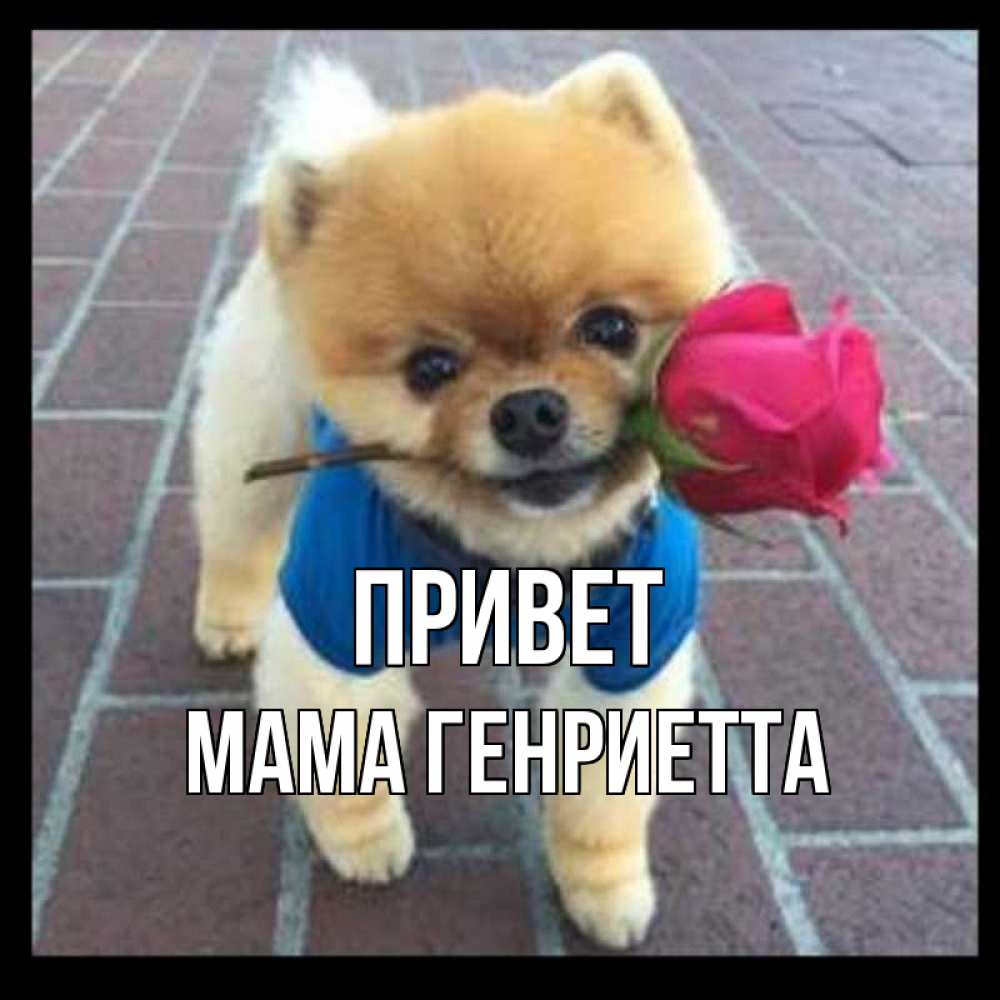 Открытка на каждый день с именем, Мама-Генриетта Привет роза в зубах у собаки Прикольная открытка с пожеланием онлайн скачать бесплатно 