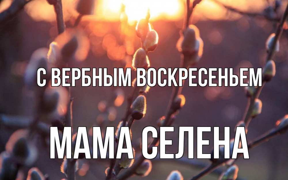 Открытка на каждый день с именем, Мама-Селена С вербным воскресеньем верба Прикольная открытка с пожеланием онлайн скачать бесплатно 