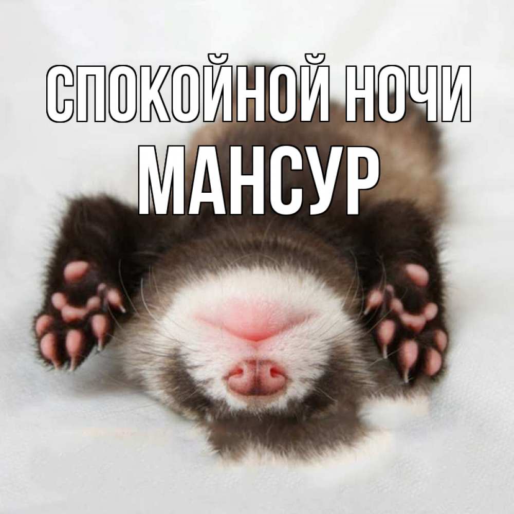 Открытка на каждый день с именем, Мансур Спокойной ночи зверек Прикольная открытка с пожеланием онлайн скачать бесплатно 