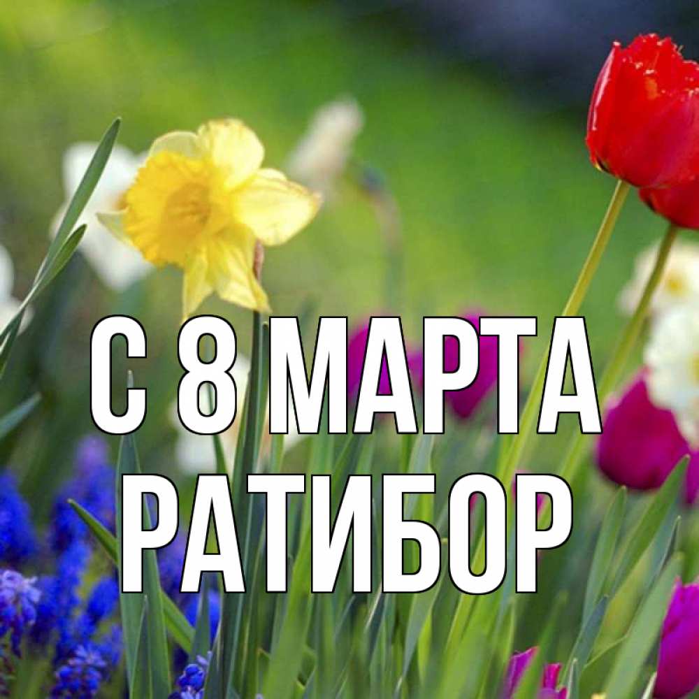 Открытка на каждый день с именем, Ратибор С 8 МАРТА международный женский день 3 Прикольная открытка с пожеланием онлайн скачать бесплатно 