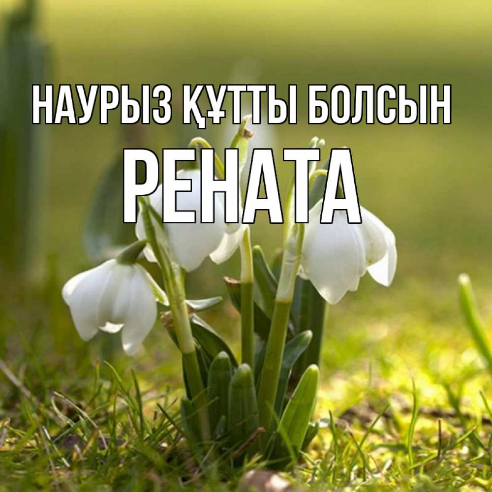 Открытка на каждый день с именем, Рената Наурыз құтты болсын ранние цветы 2 Прикольная открытка с пожеланием онлайн скачать бесплатно 